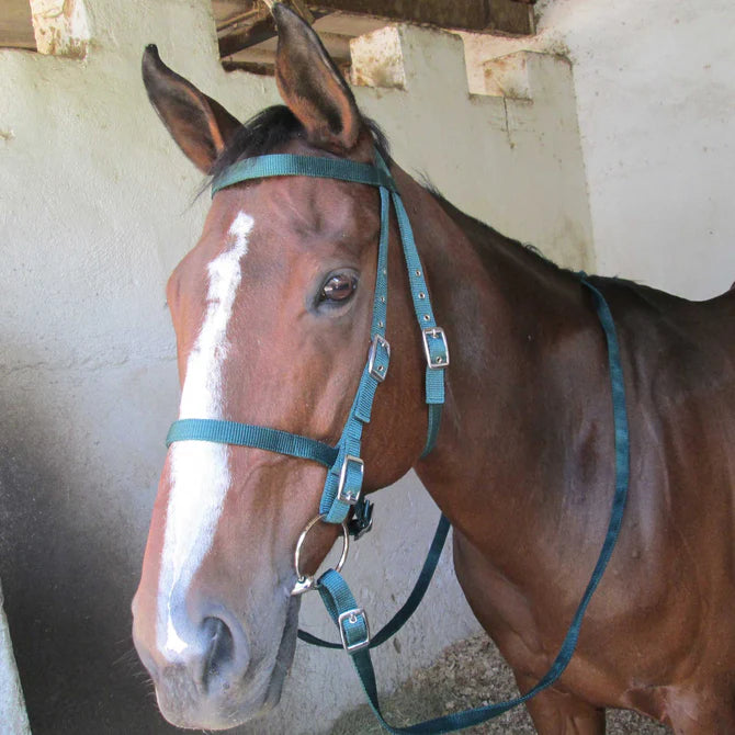 Solo Saddlers Bridle Webbing Plus Snaffle -