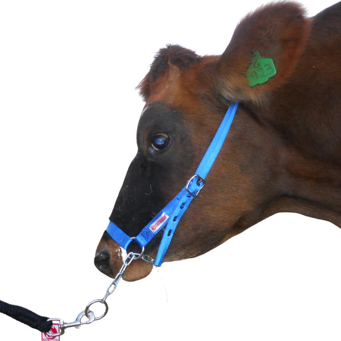 Solo Saddlers Halter Cattle Nylon With Chain -
