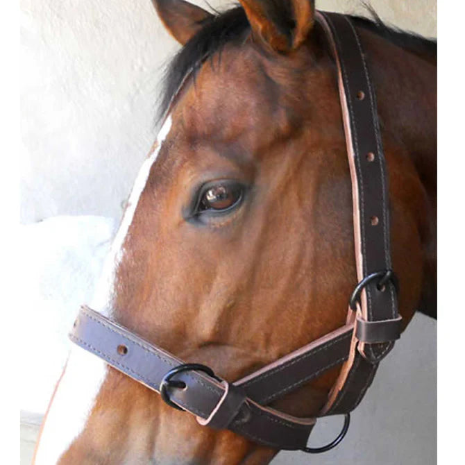 Solo Saddlers Halter Cattle Single Leather -