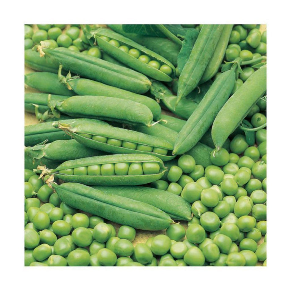 Starke-Ayres Pea Seed