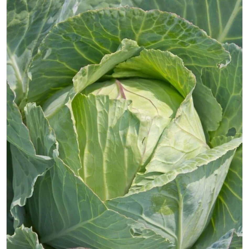 Starke-Ayres Cabbage Copenhagen 100G