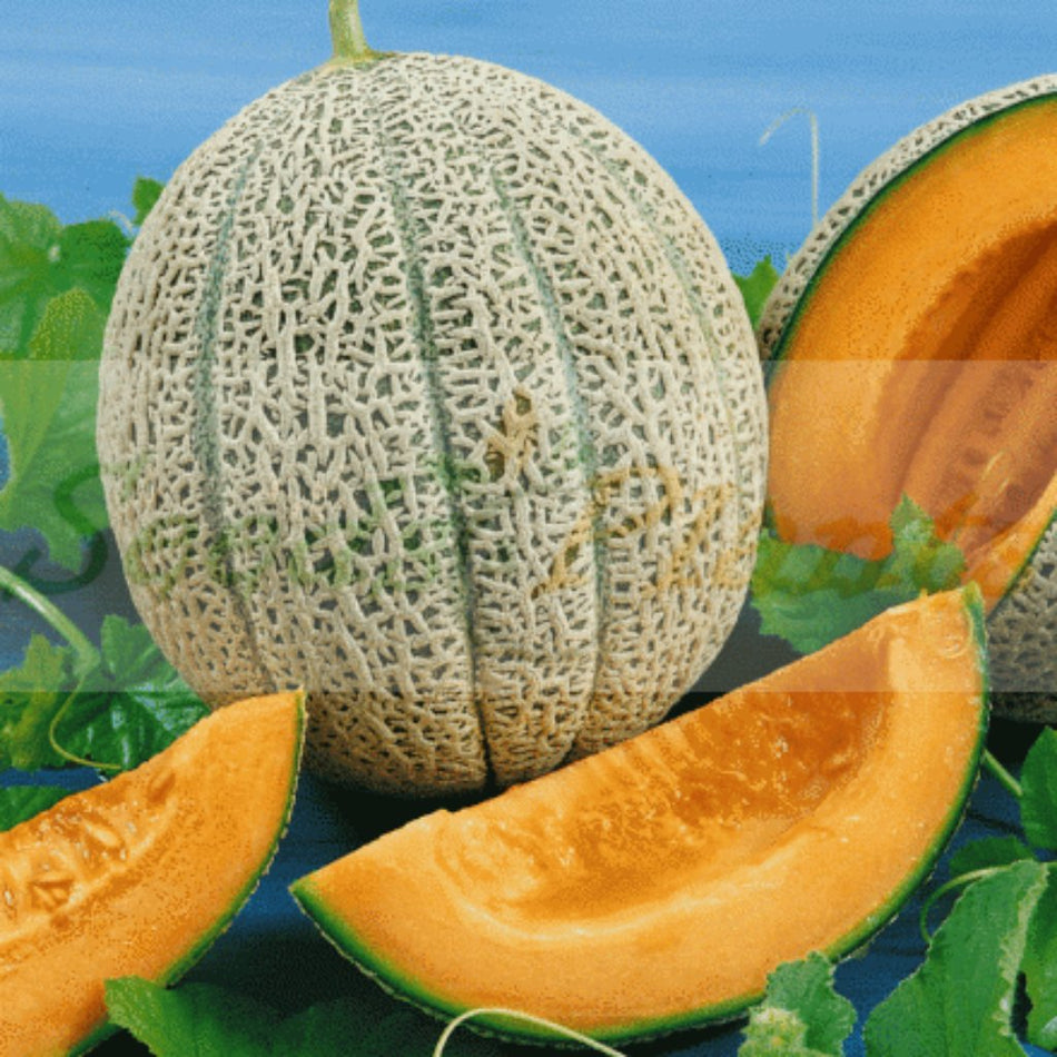 Starke-Ayres Sweet Melon Hales Best 100G